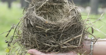 Bird Nest Removal