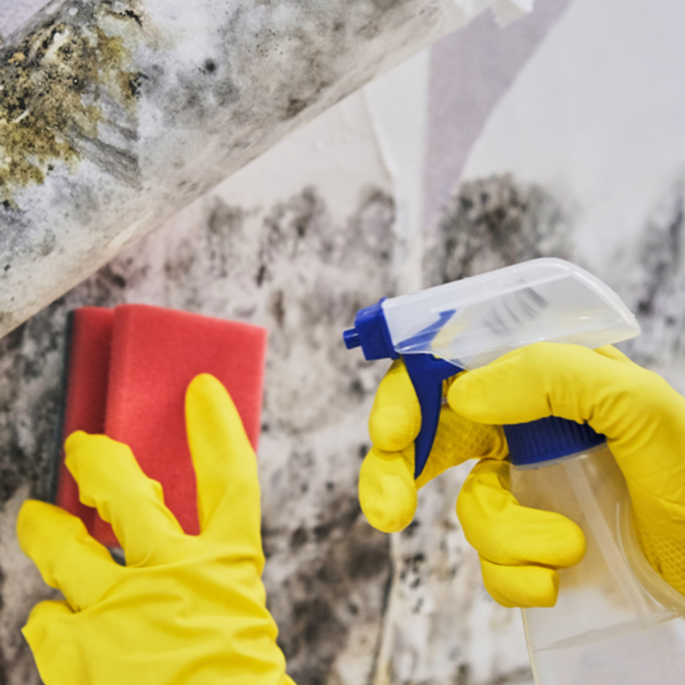 Mold Testing & Removal