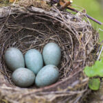 4 Easy Steps to Remove a Birds Nest with Eggs