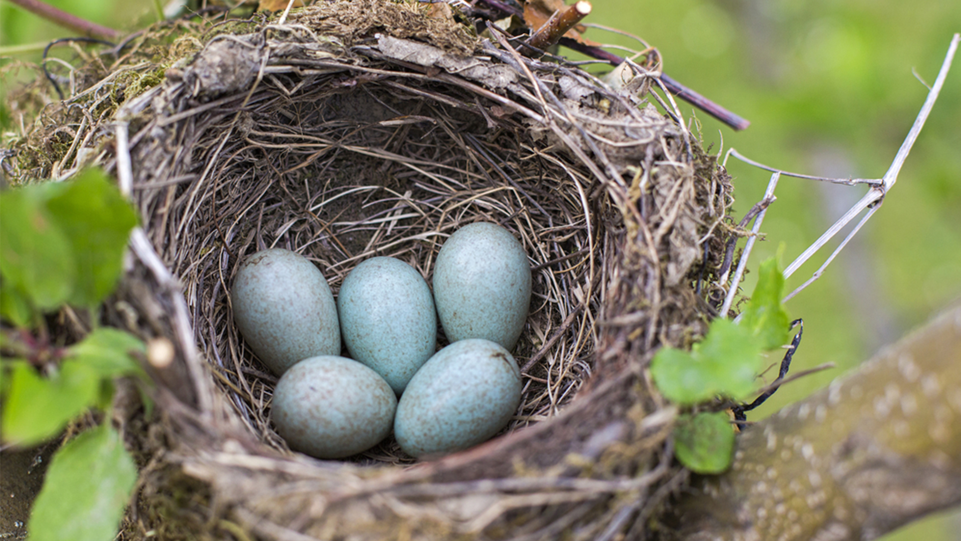 4 Easy Steps to Remove a Birds Nest with Eggs