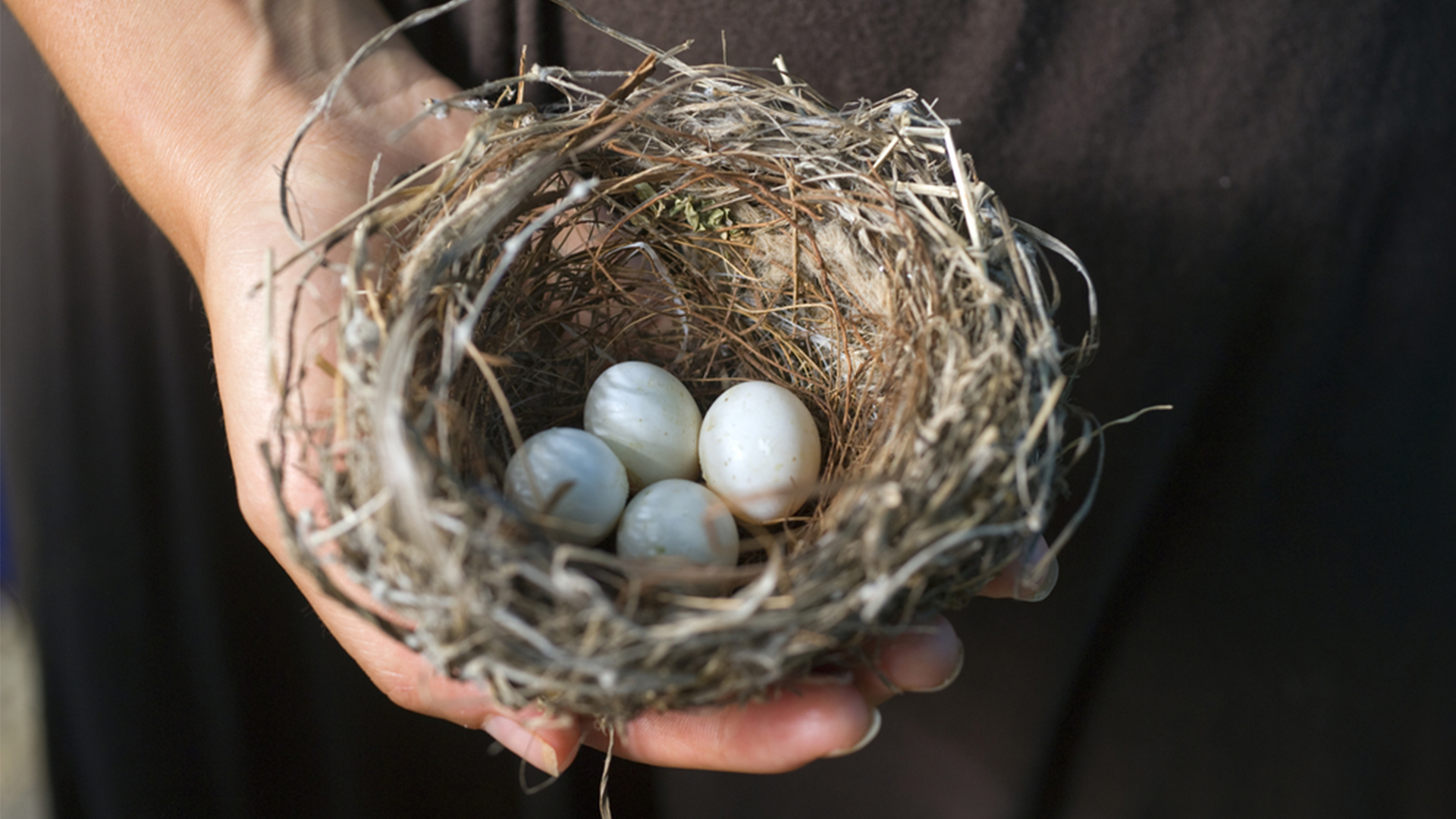 How to Remove a Birds Nest with Eggs?